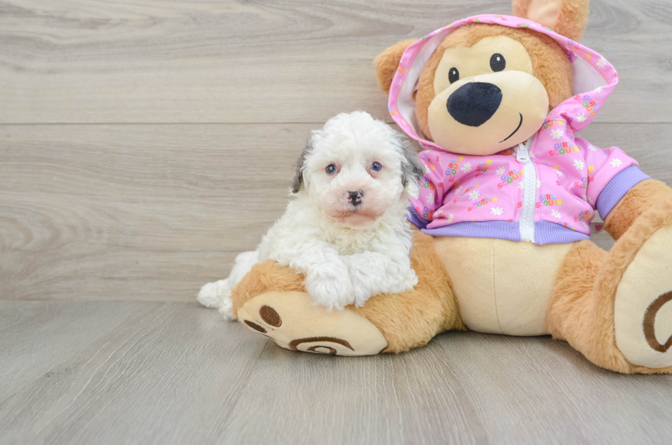 7 week old Poodle Puppy For Sale - Puppy Love PR