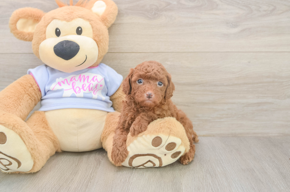 6 week old Poodle Puppy For Sale - Puppy Love PR