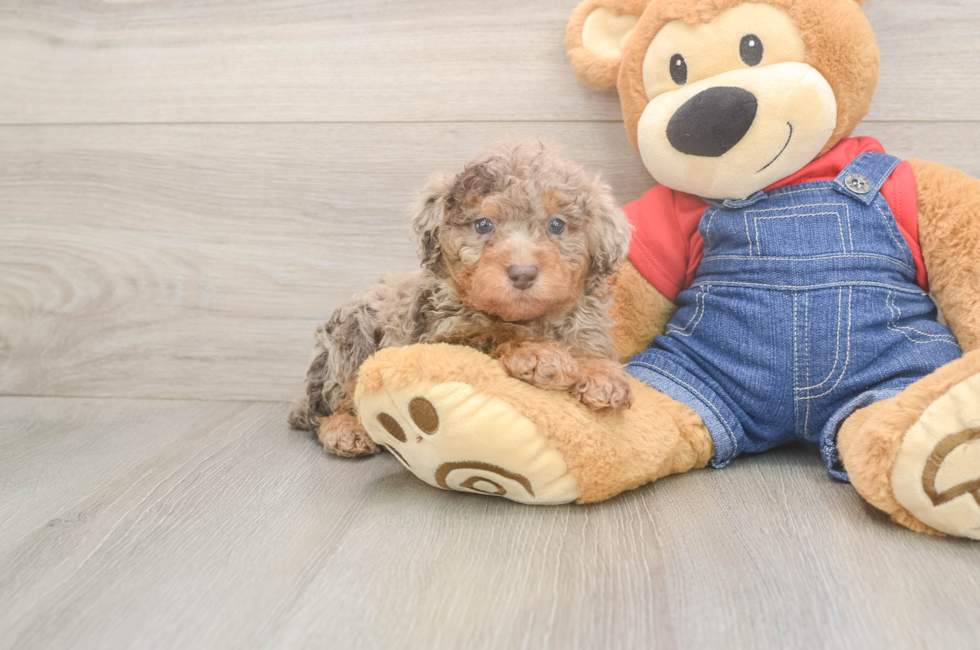 6 week old Poodle Puppy For Sale - Puppy Love PR