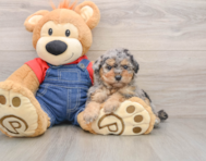 10 week old Poodle Puppy For Sale - Puppy Love PR