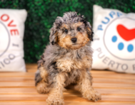 10 week old Poodle Puppy For Sale - Puppy Love PR