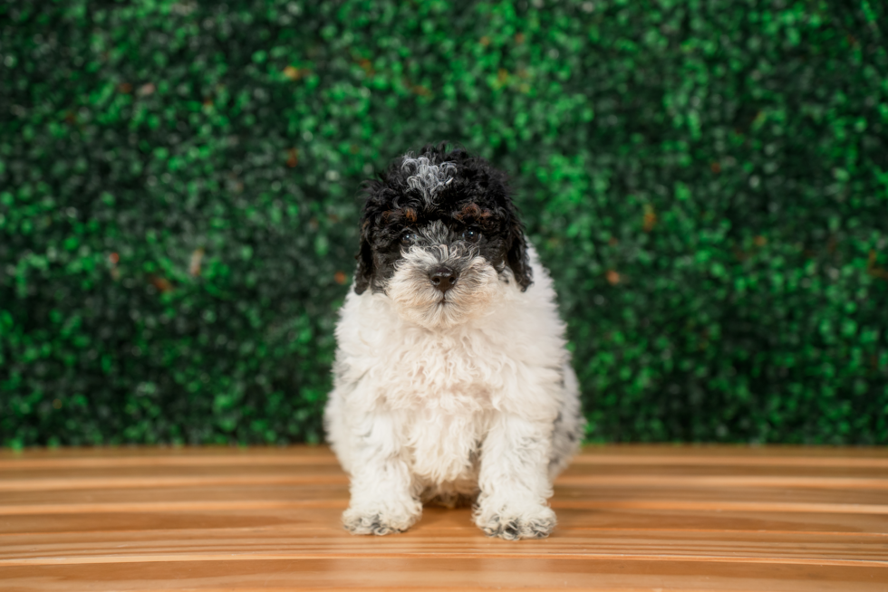 Cute Pooodle Purebred Puppy