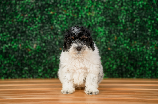 Cute Pooodle Purebred Puppy