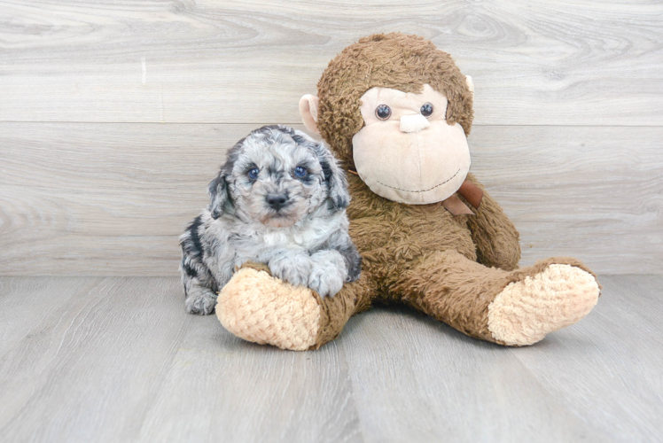 Cute Poodle Purebred Pup