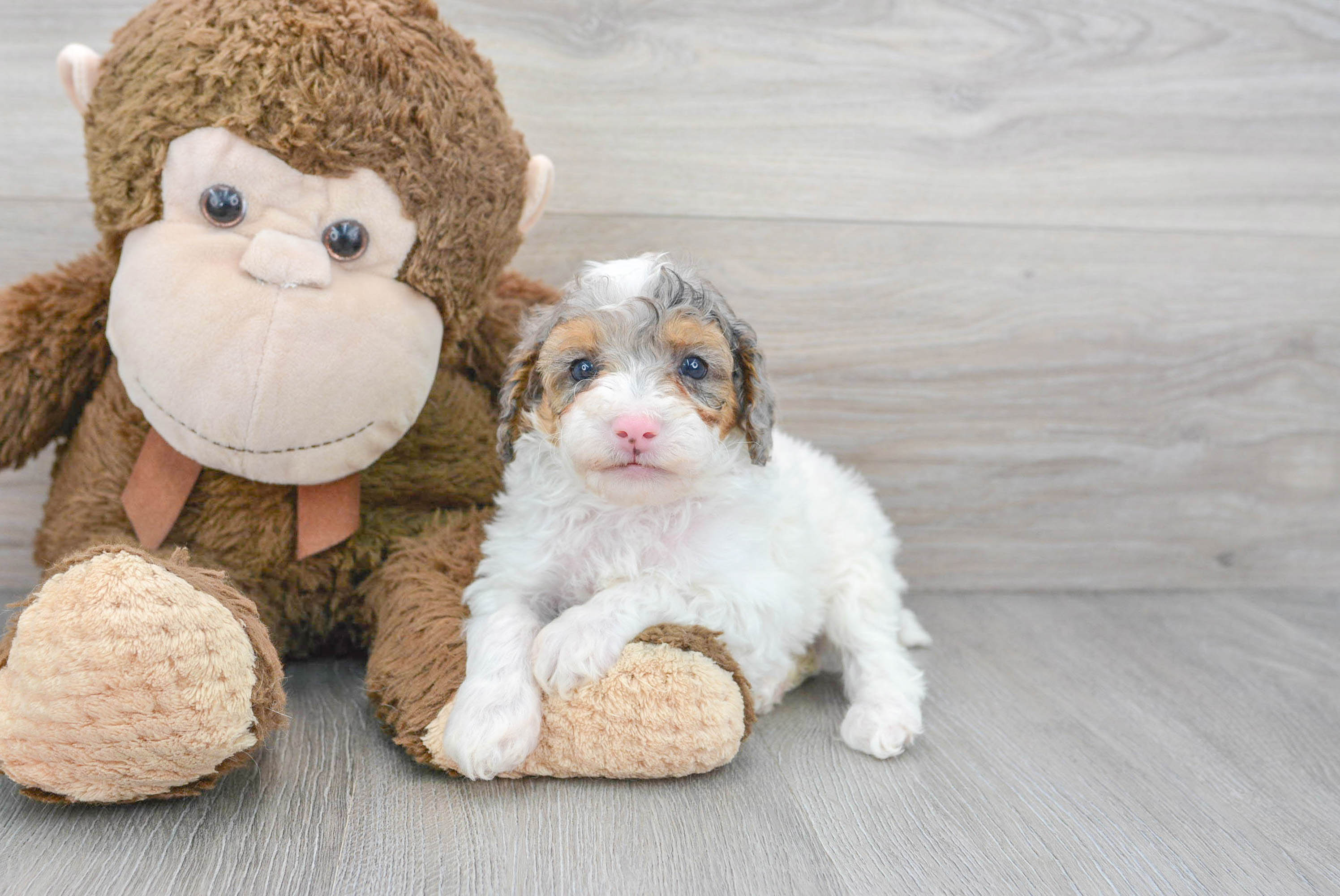 Best Poodle Baby