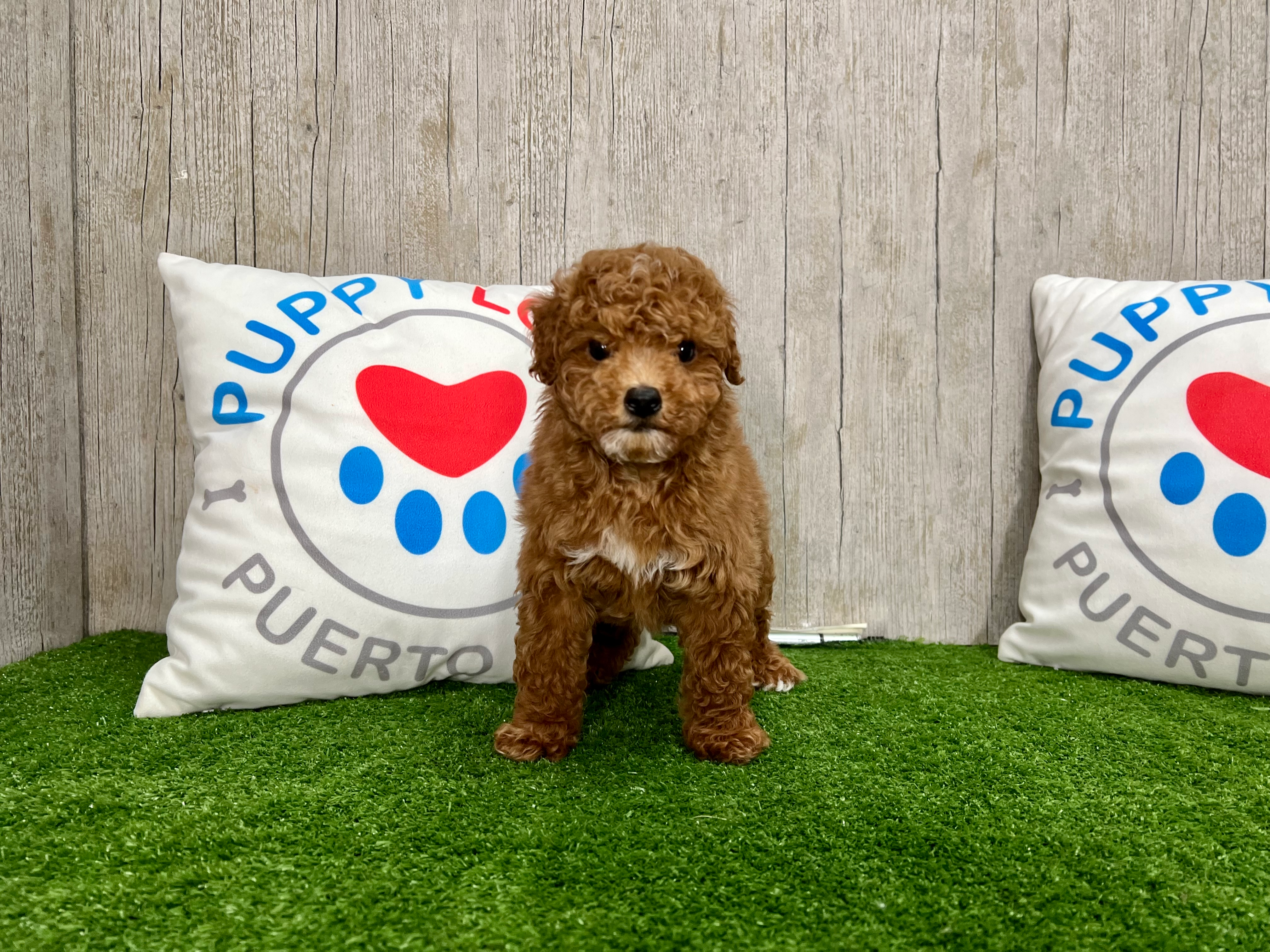 Poodle Pup Being Cute