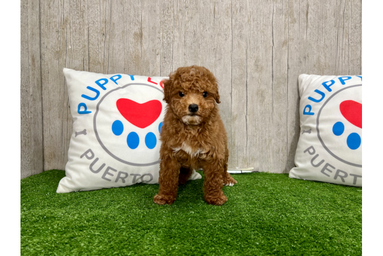 Meet Momo - our Poodle Puppy Photo 1/4 - Puppy Love PR Poodle Pup Being Cute