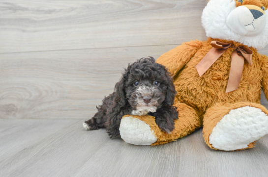 Hypoallergenic Poodle Baby