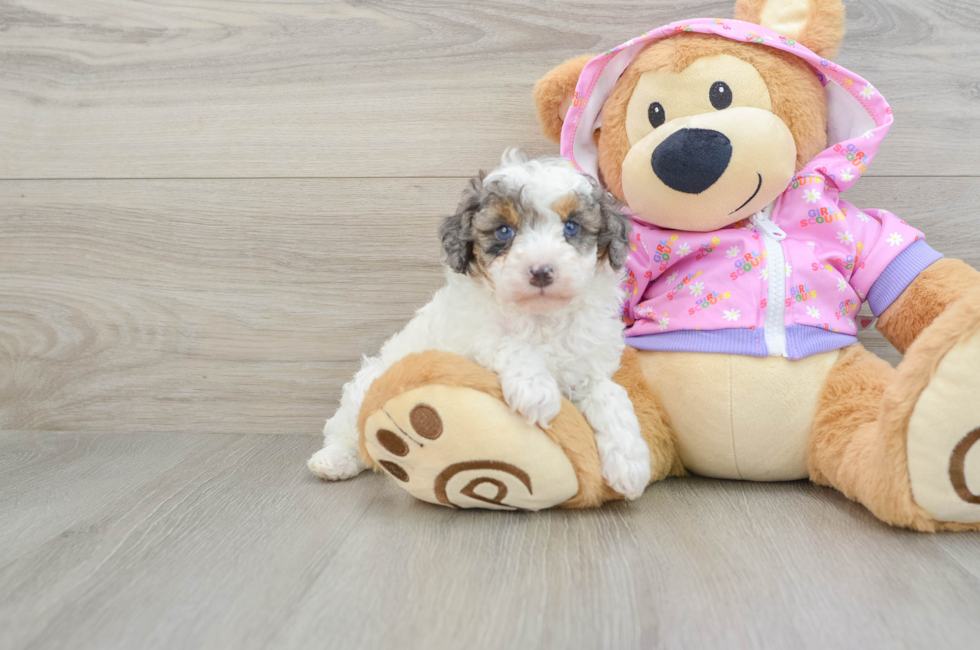 7 week old Poodle Puppy For Sale - Puppy Love PR