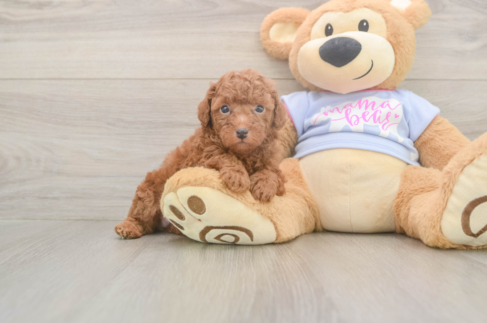 6 week old Poodle Puppy For Sale - Puppy Love PR