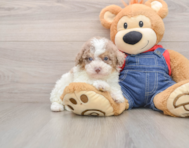 8 week old Poodle Puppy For Sale - Puppy Love PR