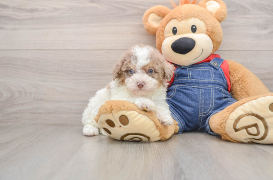 Popular Poodle Purebred Pup