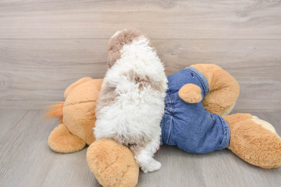 Fluffy Pudel Purebred Puppy