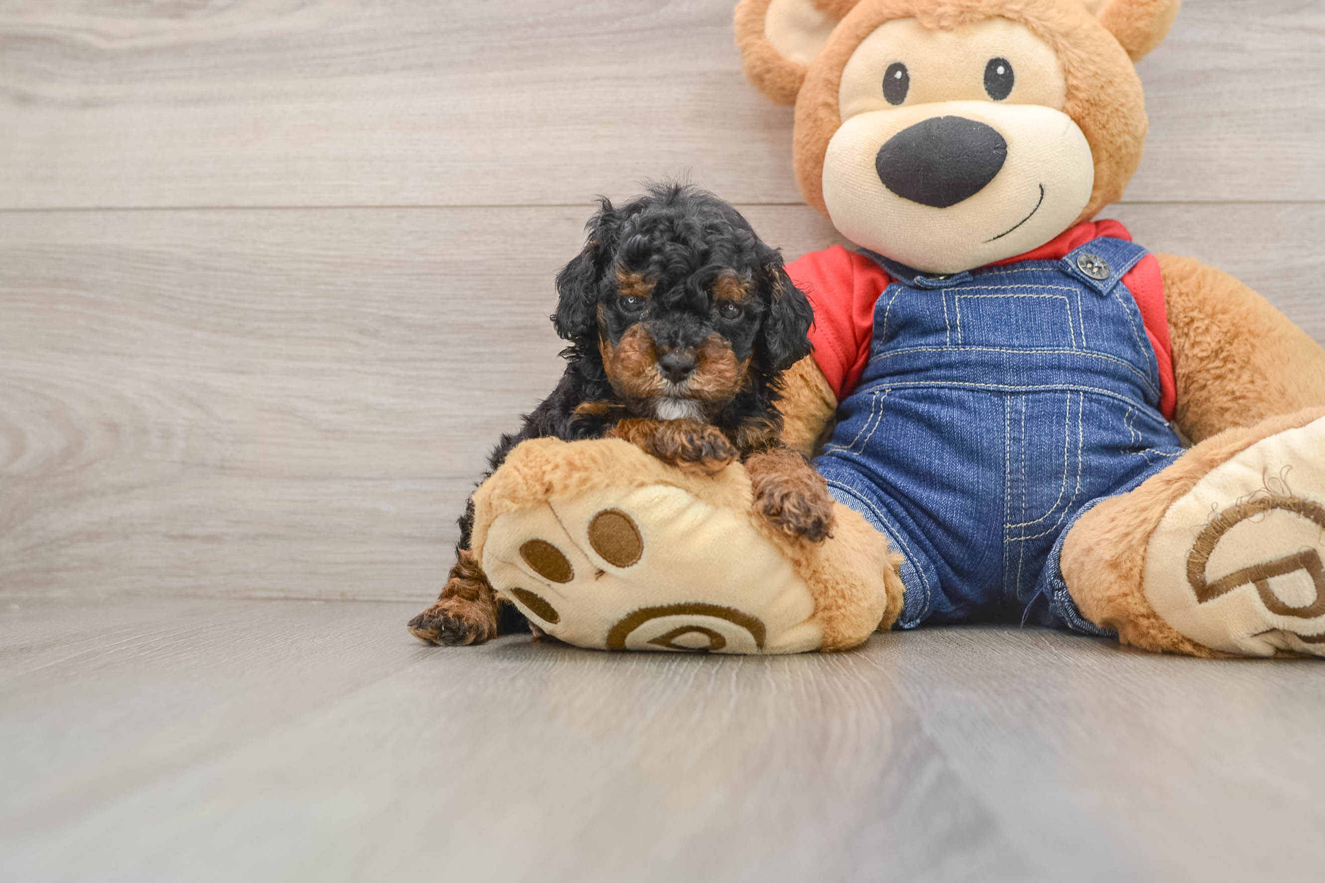 Funny Poodle Baby