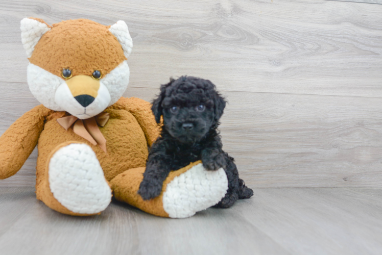 Meet Murph - our Poodle Puppy Photo 1/3 - Puppy Love PR Cute Poodle Purebred Pup