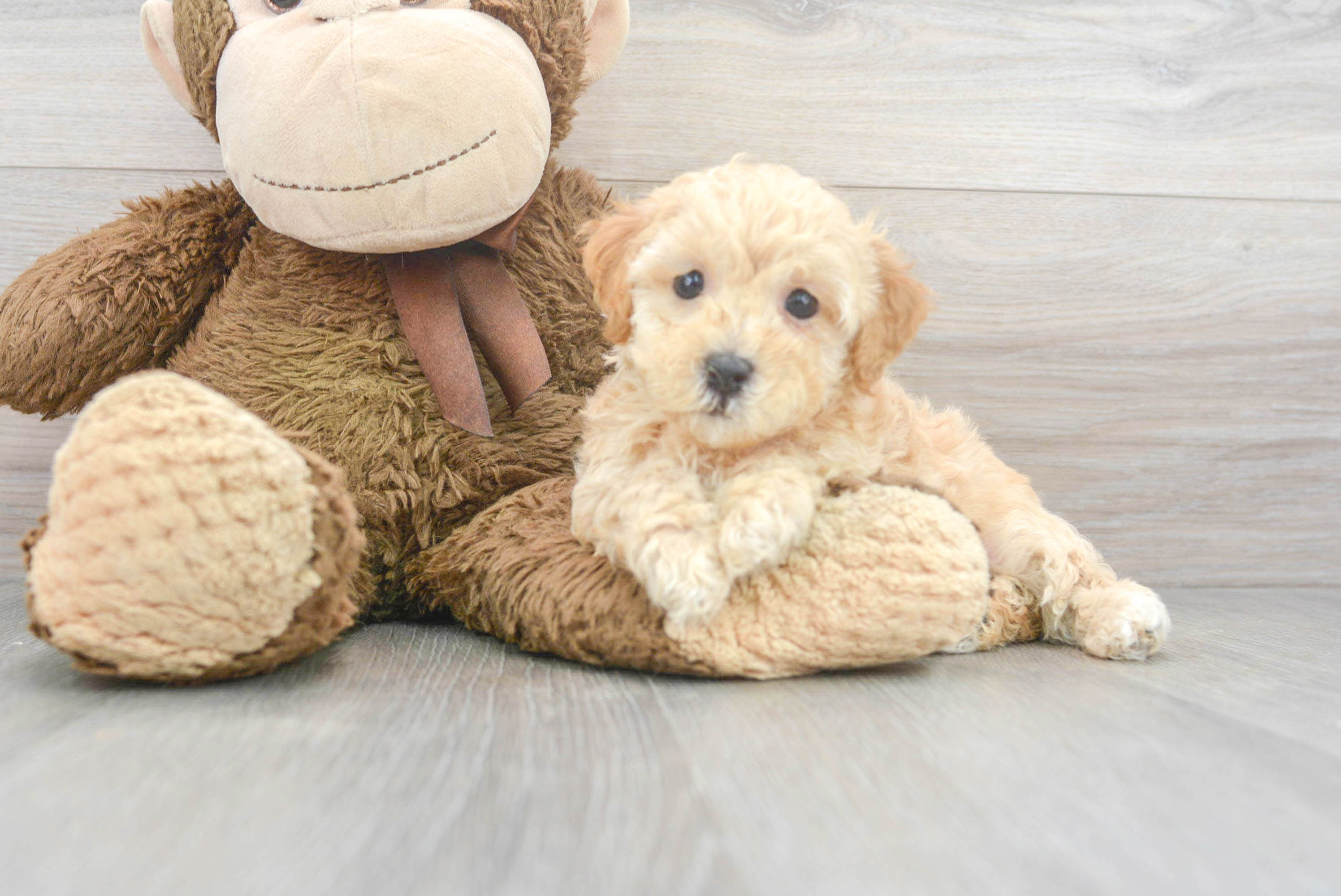 Akc Registered Poodle Baby