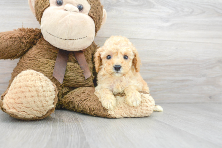 Little Poodle Purebred Pup