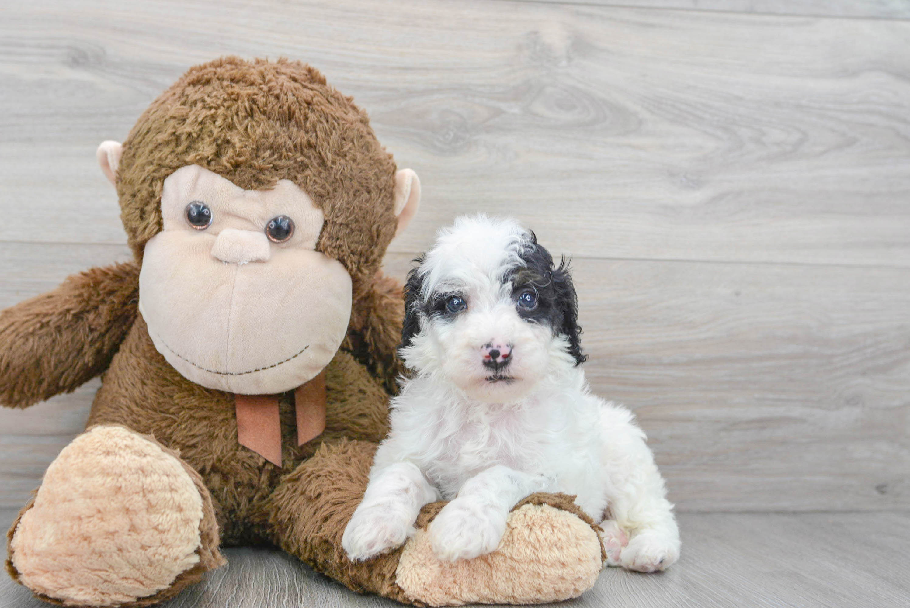 Petite Pudle Purebred Puppy