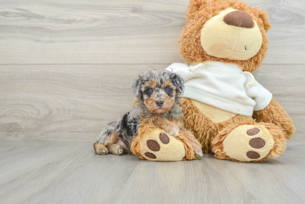 Playful Poodle Purebred Pup