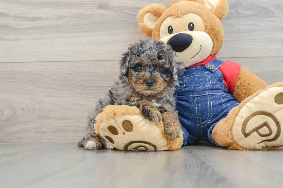 6 week old Poodle Puppy For Sale - Puppy Love PR