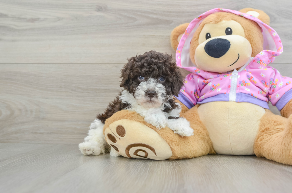 6 week old Poodle Puppy For Sale - Puppy Love PR