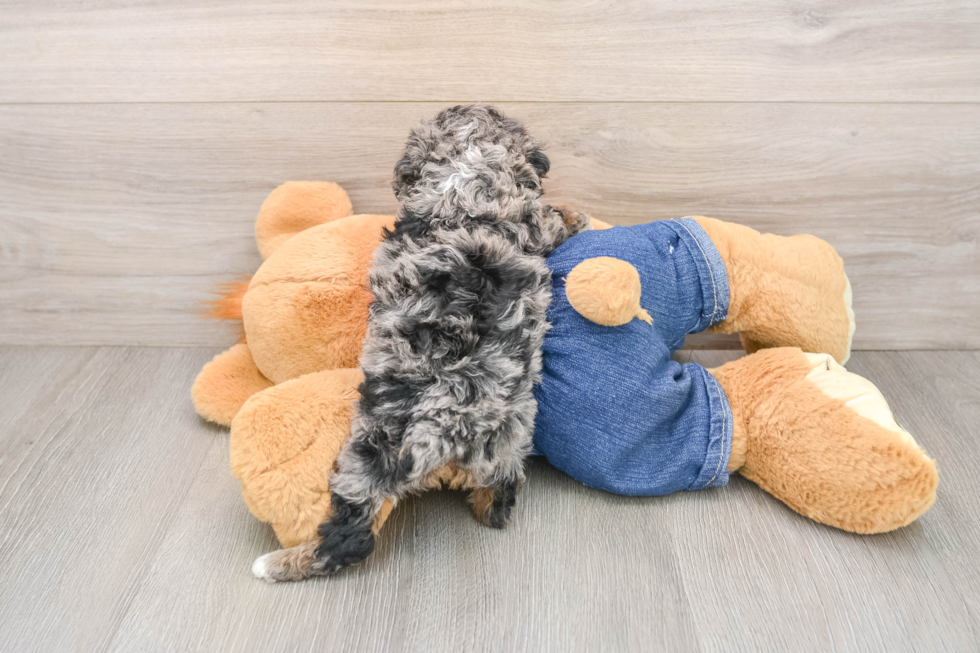 Cute Caniche Purebred Puppy