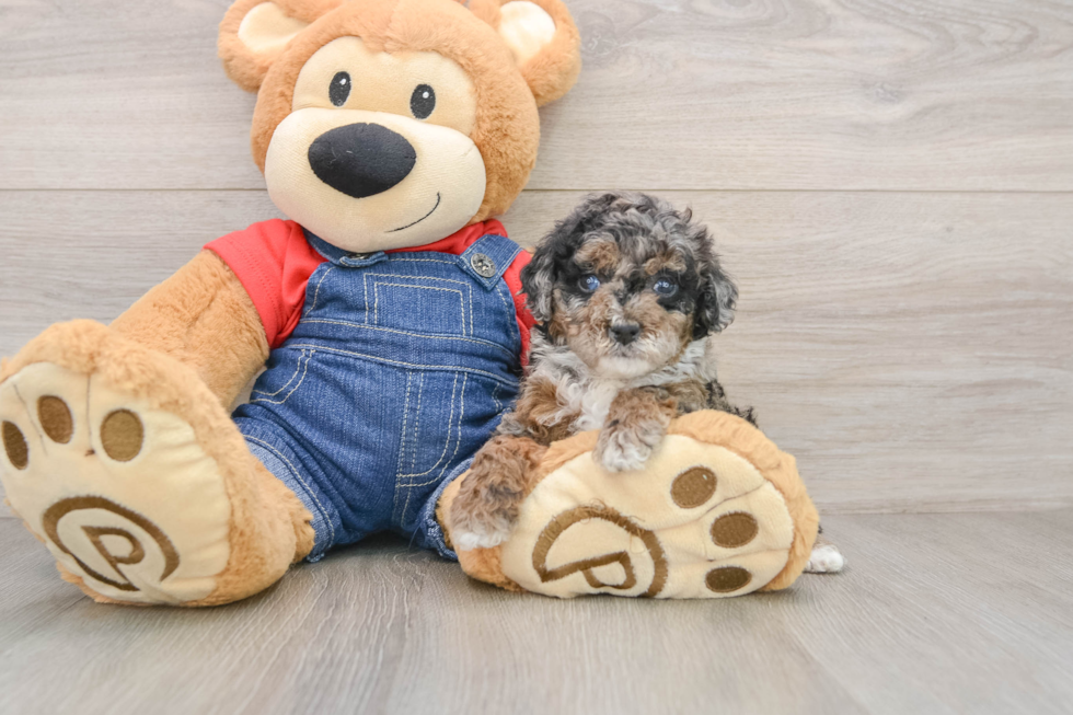 Adorable Toy Poodle Purebred Puppy