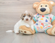 6 week old Poodle Puppy For Sale - Puppy Love PR