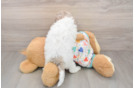 Friendly Poodle Purebred Pup