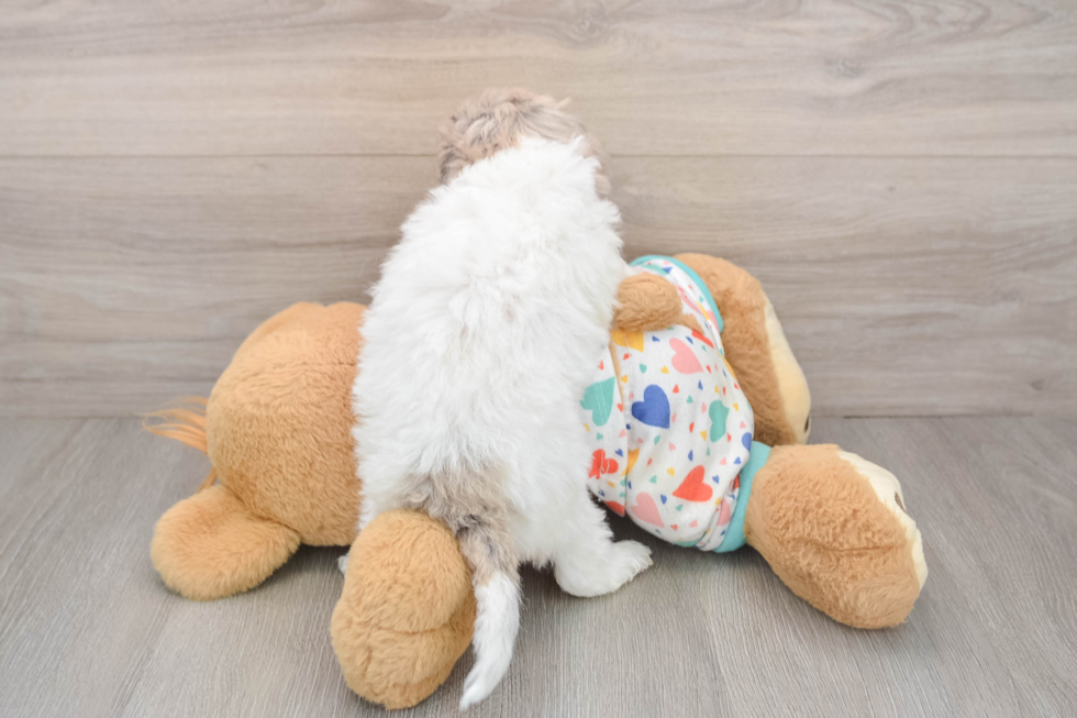 Friendly Poodle Purebred Pup