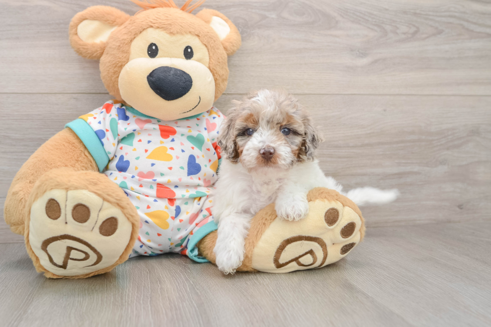 Playful Poodle Purebred Pup