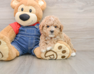 7 week old Poodle Puppy For Sale - Puppy Love PR