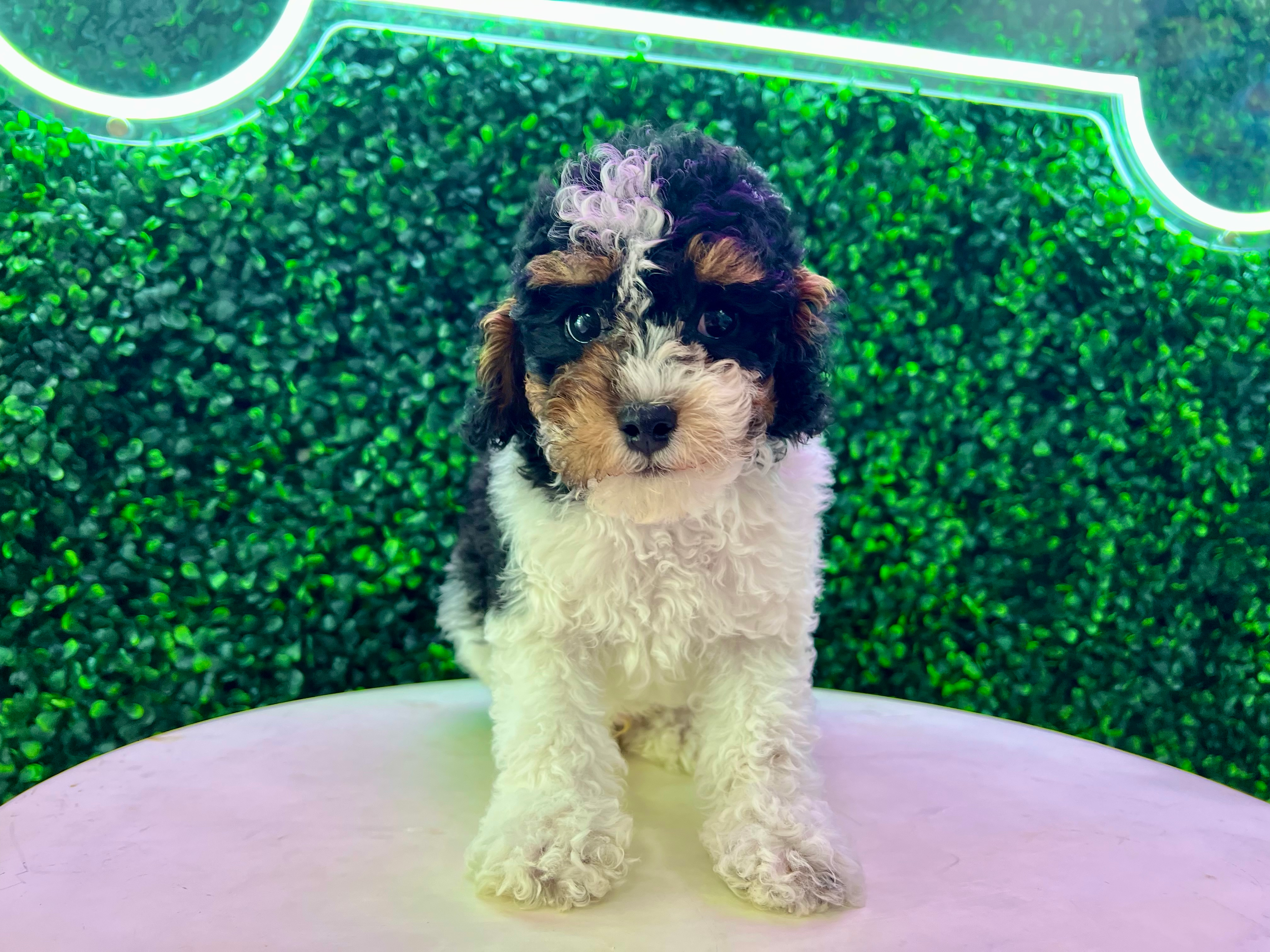 Poodle Pup Being Cute