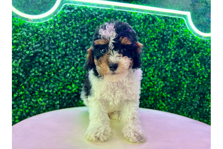 Meet Navajo - our Poodle Puppy Photo 1/4 - Puppy Love PR Poodle Pup Being Cute