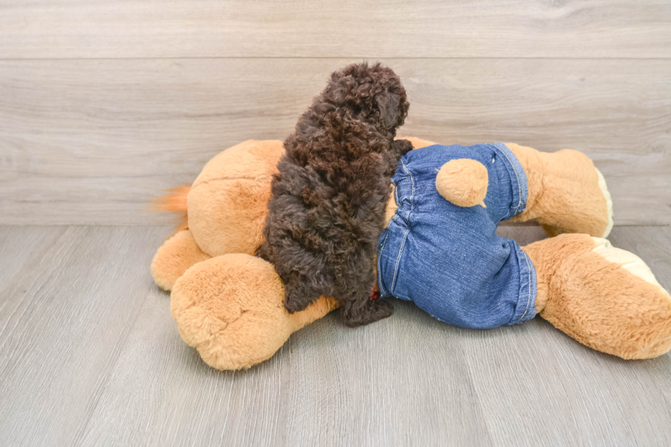 Poodle Puppy for Adoption