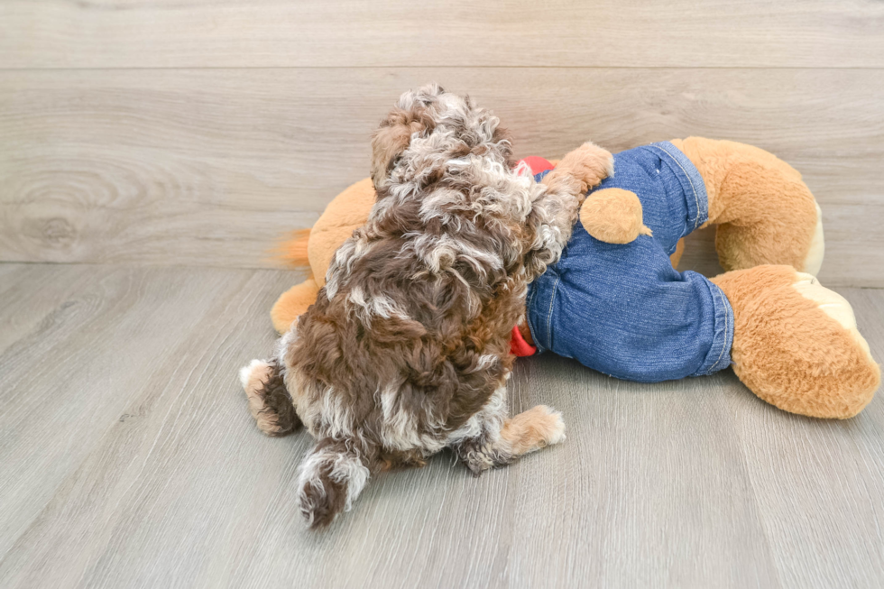 Poodle Pup Being Cute