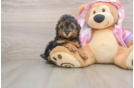 Poodle Puppy for Adoption