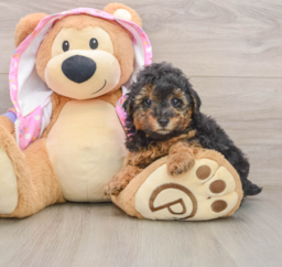 7 week old Poodle Puppy For Sale - Puppy Love PR