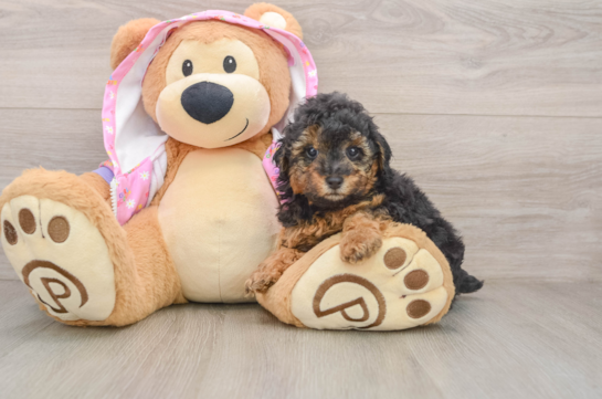 Friendly Poodle Baby