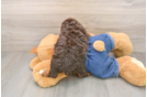 Playful Poodle Purebred Pup