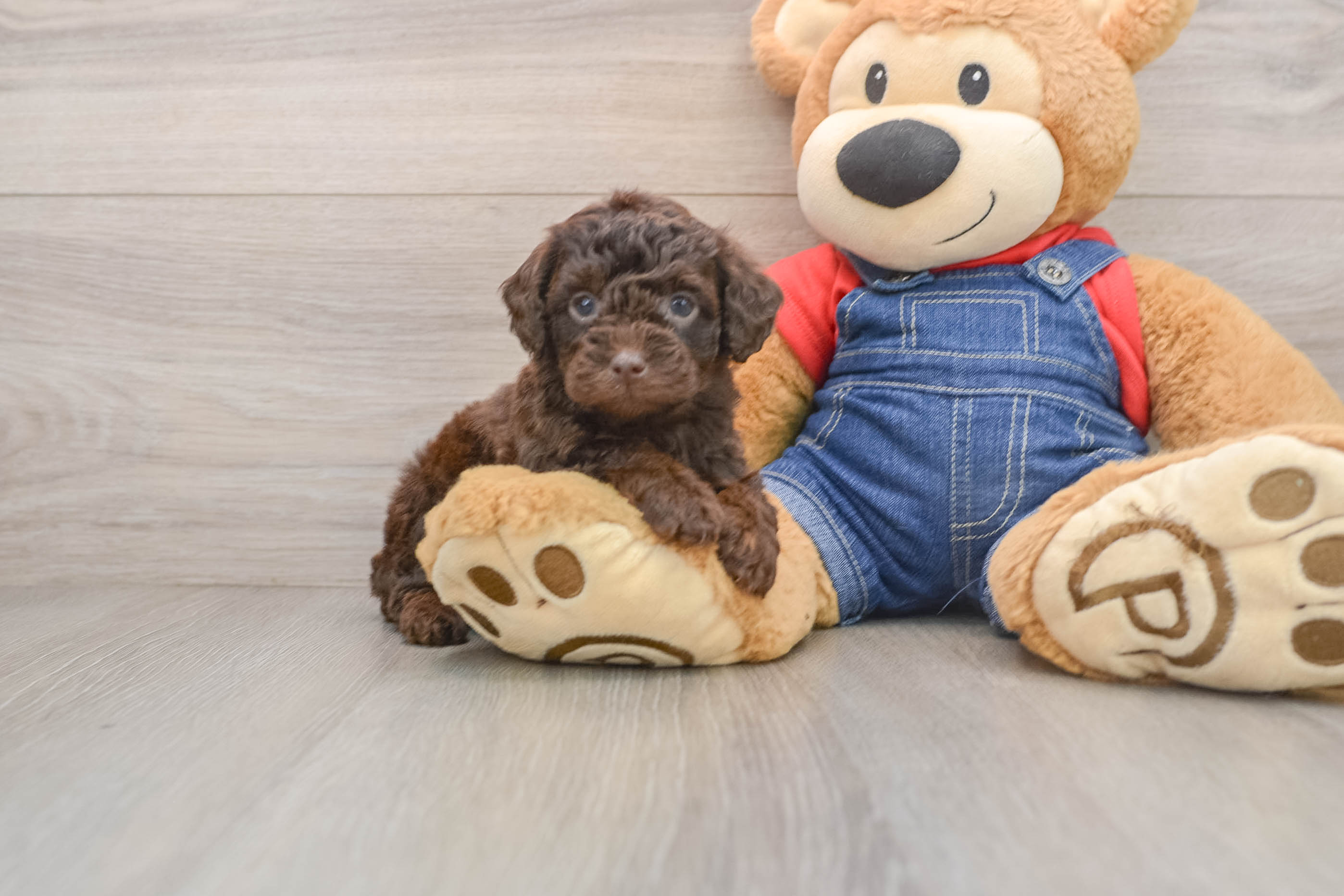 Poodle Puppy for Adoption