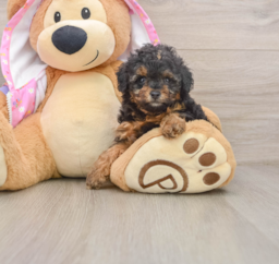 7 week old Poodle Puppy For Sale - Puppy Love PR
