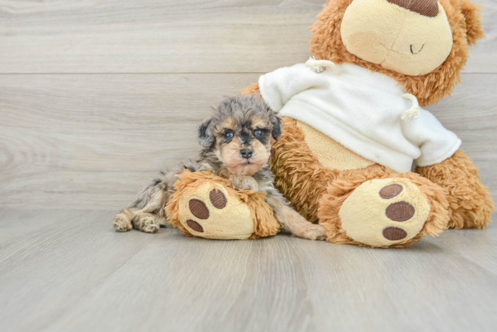 Adorable Pooodle Purebred Puppy