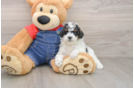 Little Poodle Purebred Pup