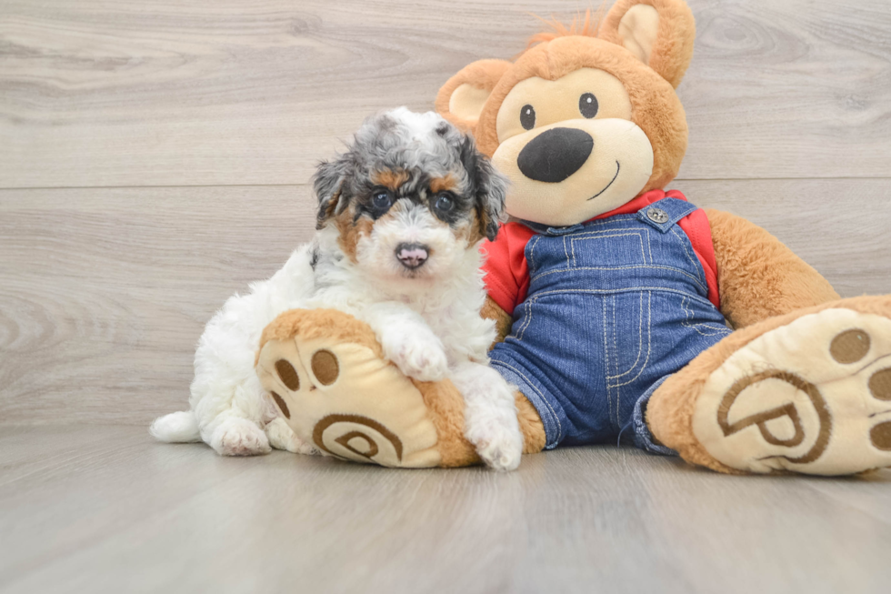 Best Poodle Baby