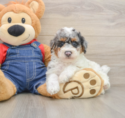 8 week old Poodle Puppy For Sale - Puppy Love PR