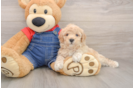 Playful Poodle Baby