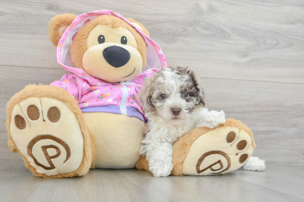 6 week old Poodle Puppy For Sale - Puppy Love PR