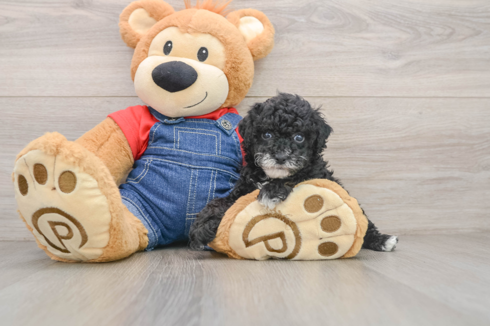 Poodle Puppy for Adoption