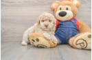 Popular Poodle Purebred Pup